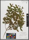 Foto von Salix amplexicaulis Bory